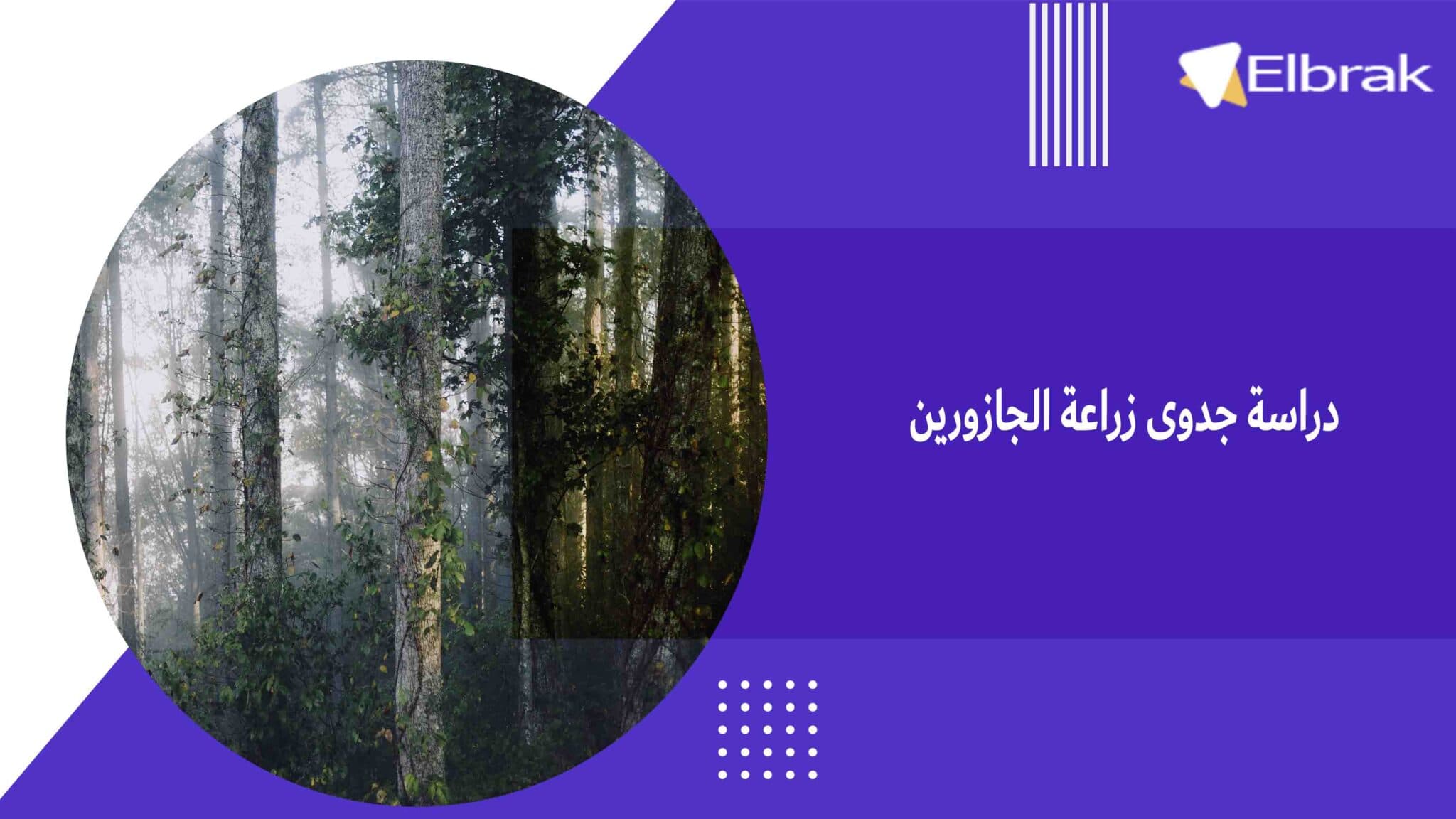 دراسة جدوى زراعة الجازورين