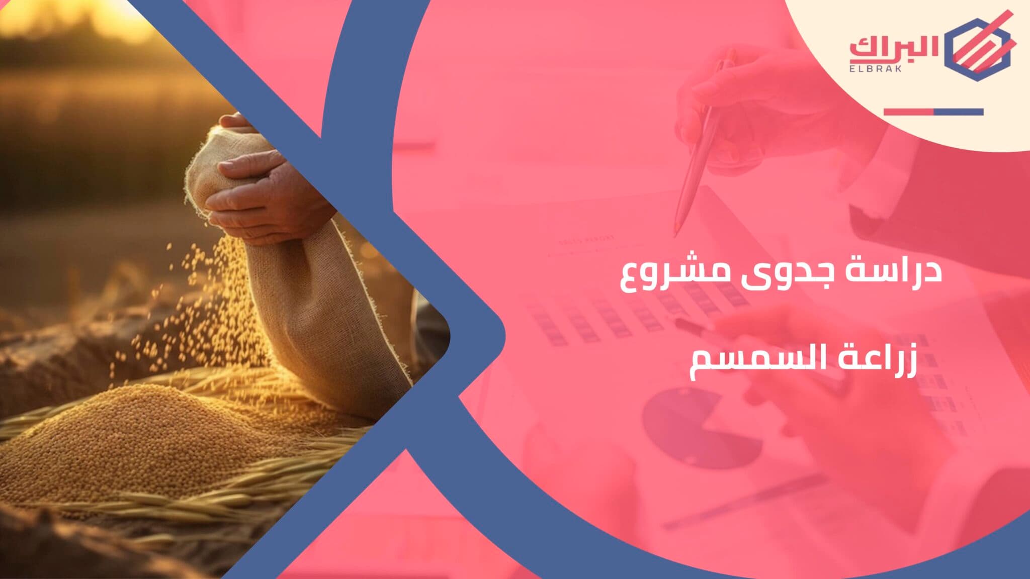 دراسة جدوى مشروع زراعة السمسم