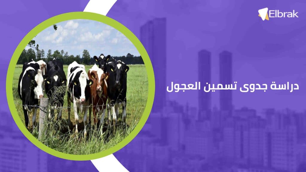 دراسة جدوى تسمين العجول