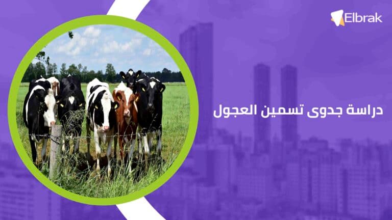 دراسة جدوى تسمين العجول