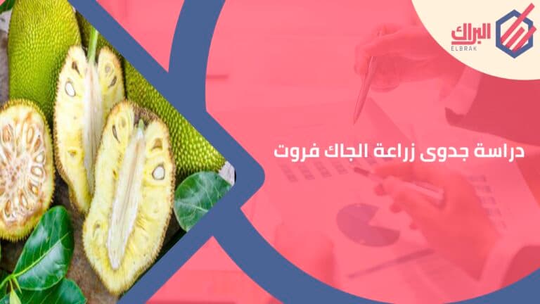 دراسة جدوى زراعة الجاك فروت