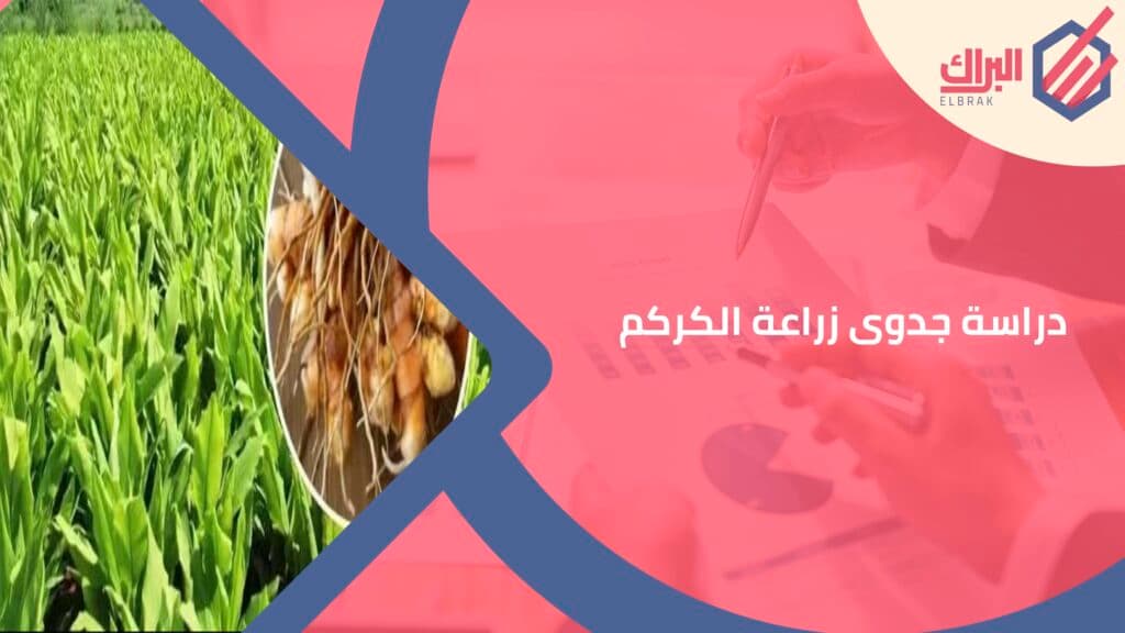 دراسة جدوى زراعة الكركم