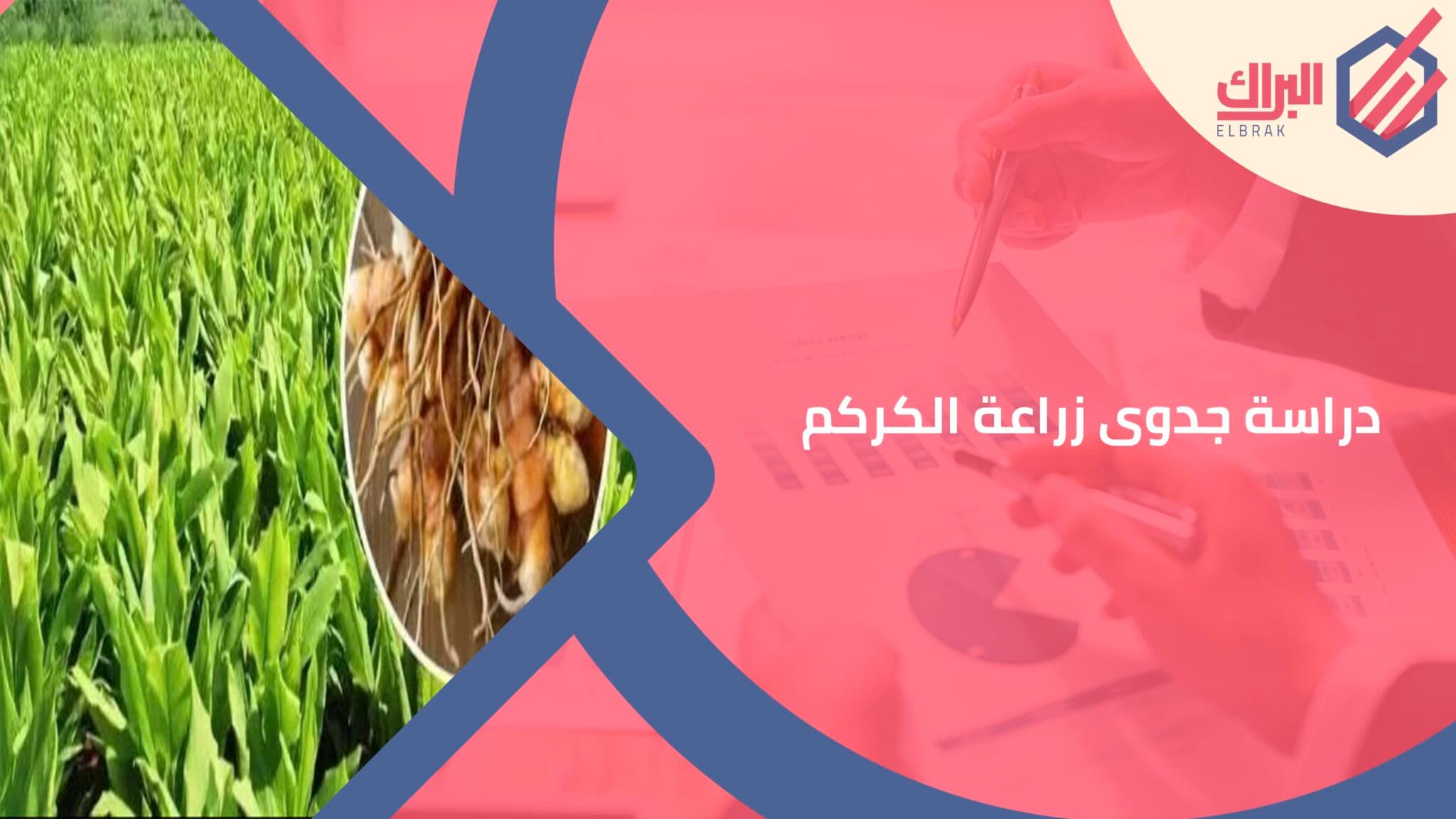 دراسة جدوى زراعة الكركم