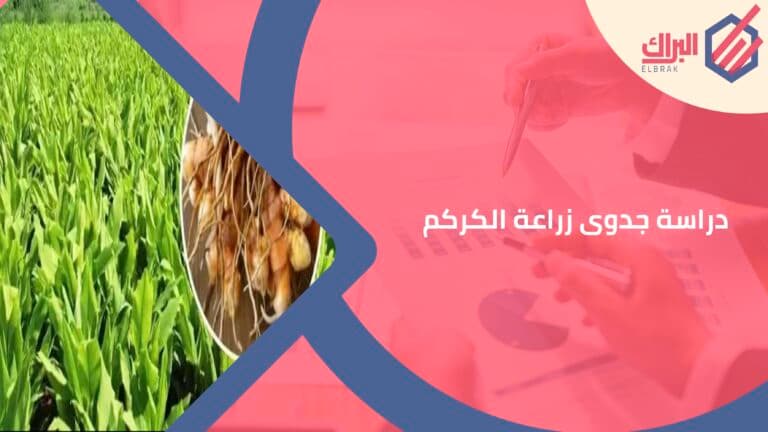 دراسة جدوى زراعة الكركم