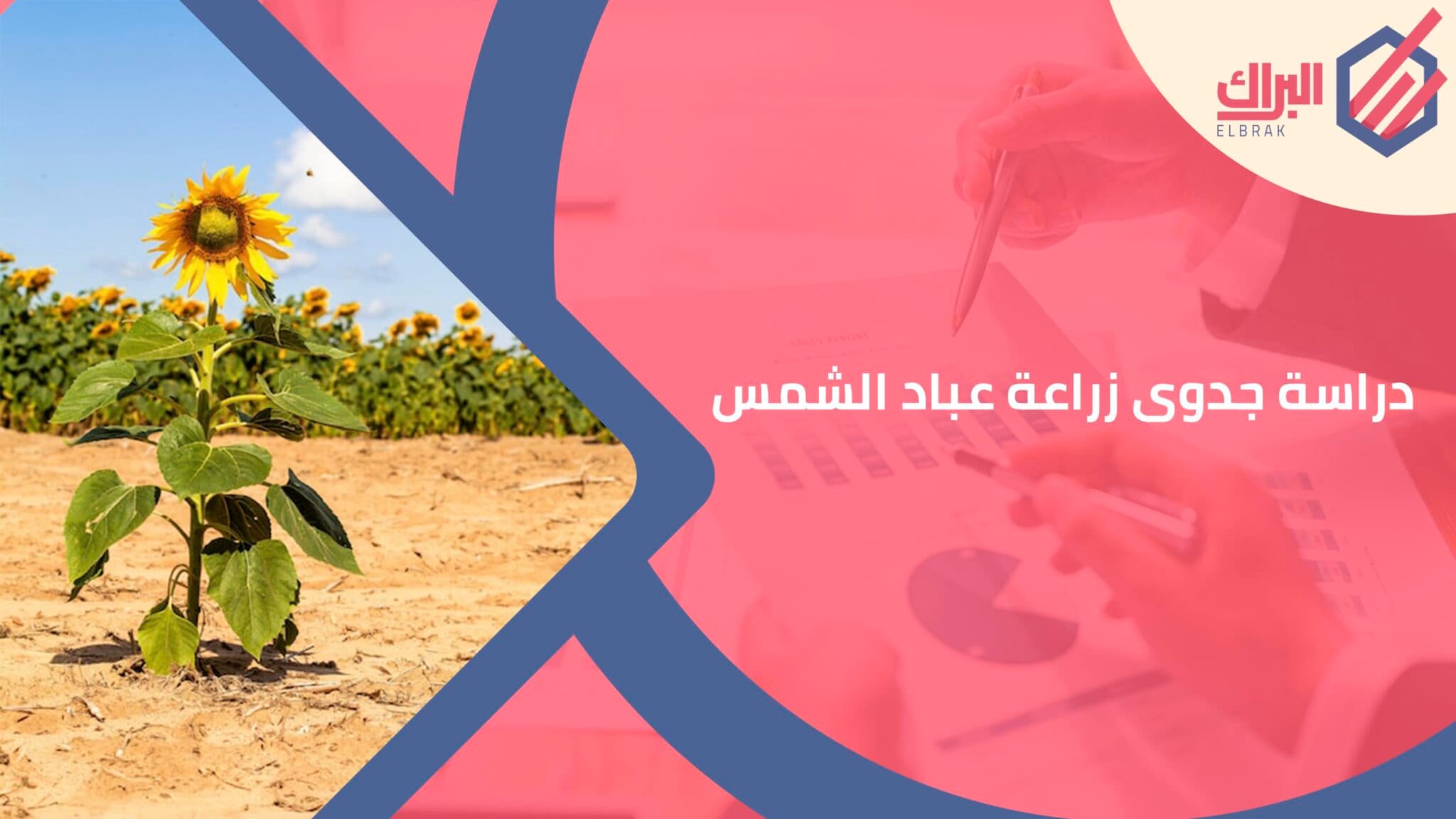دراسة جدوى زراعة عباد الشمس
