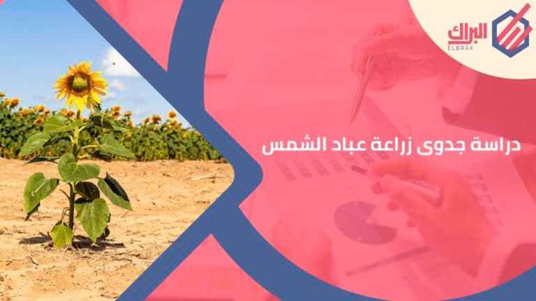 دراسة جدوى زراعة عباد الشمس