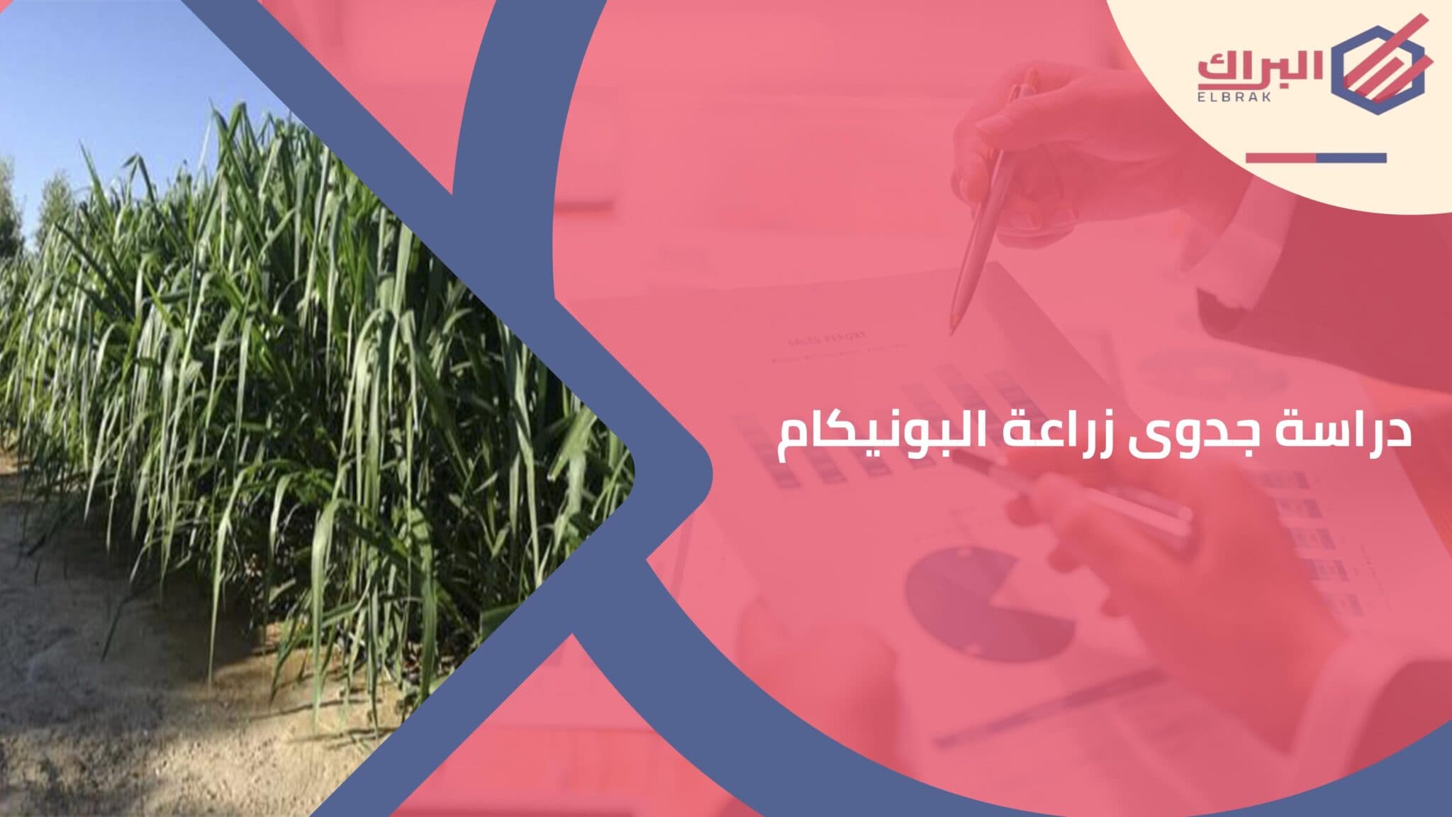 دراسة جدوى زراعة البونيكام