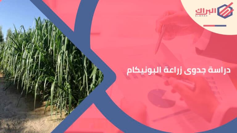 دراسة جدوى زراعة البونيكام