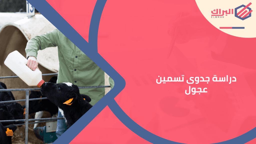 دراسة جدوى تسمين عجول