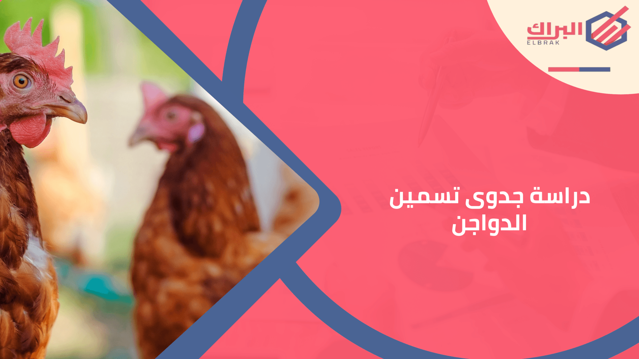 دراسة جدوى تسمين الدواجن