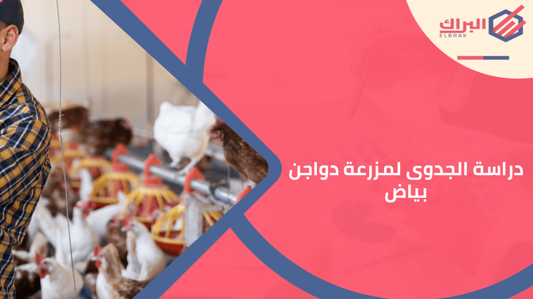 دراسة الجدوى لمزرعة دواجن بياض