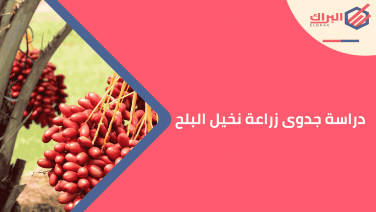 دراسة جدوى زراعة نخيل البلح