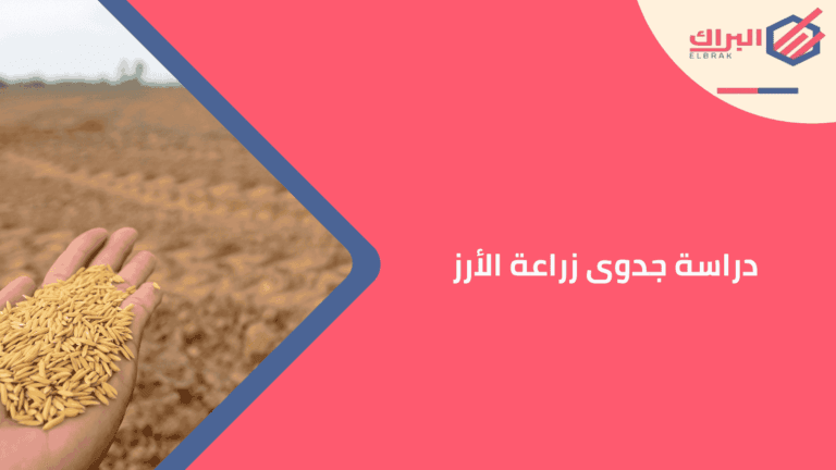 دراسة جدوى زراعة الأرز