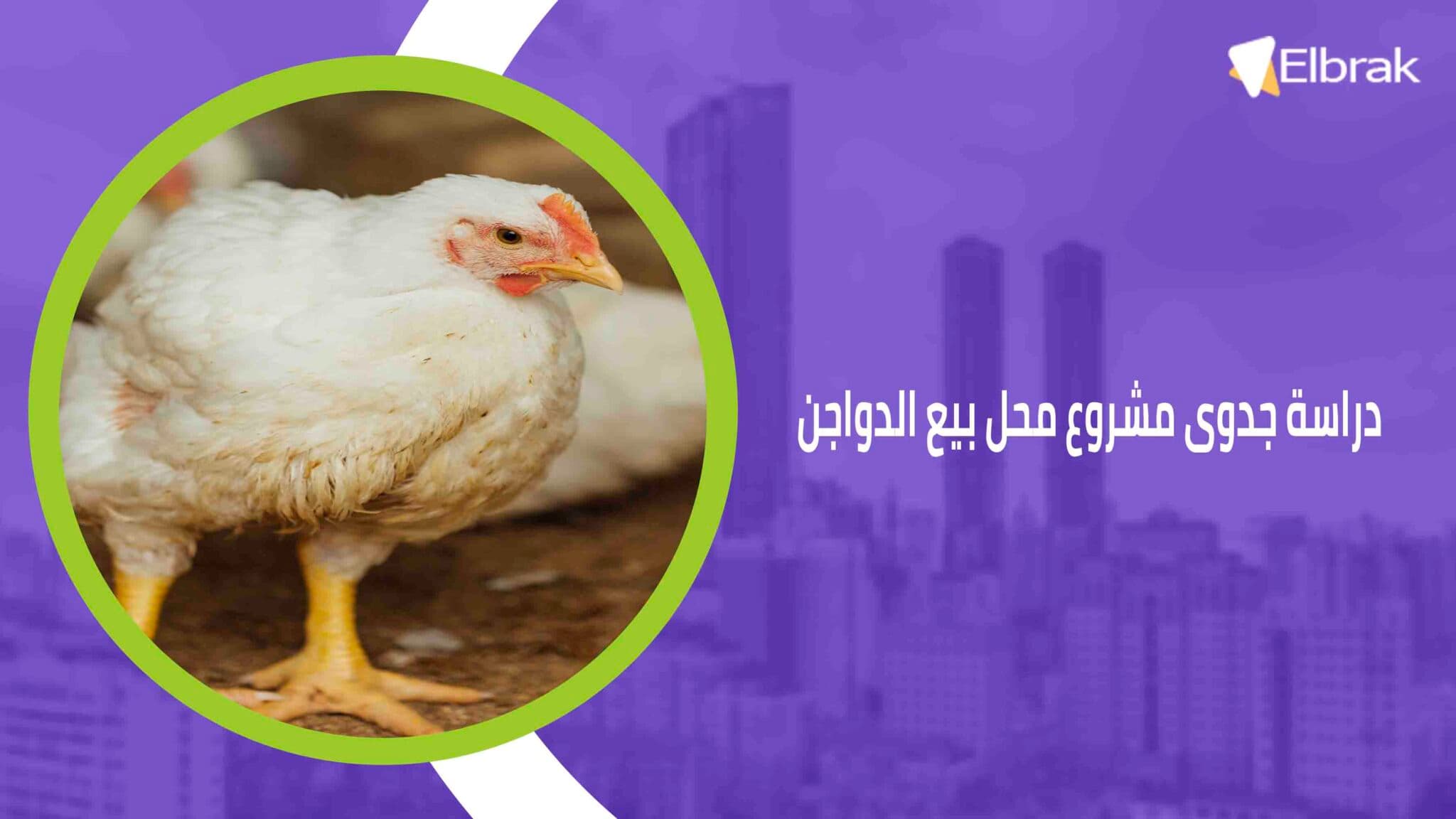 دراسة جدوى مشروع محل بيع الدواجن