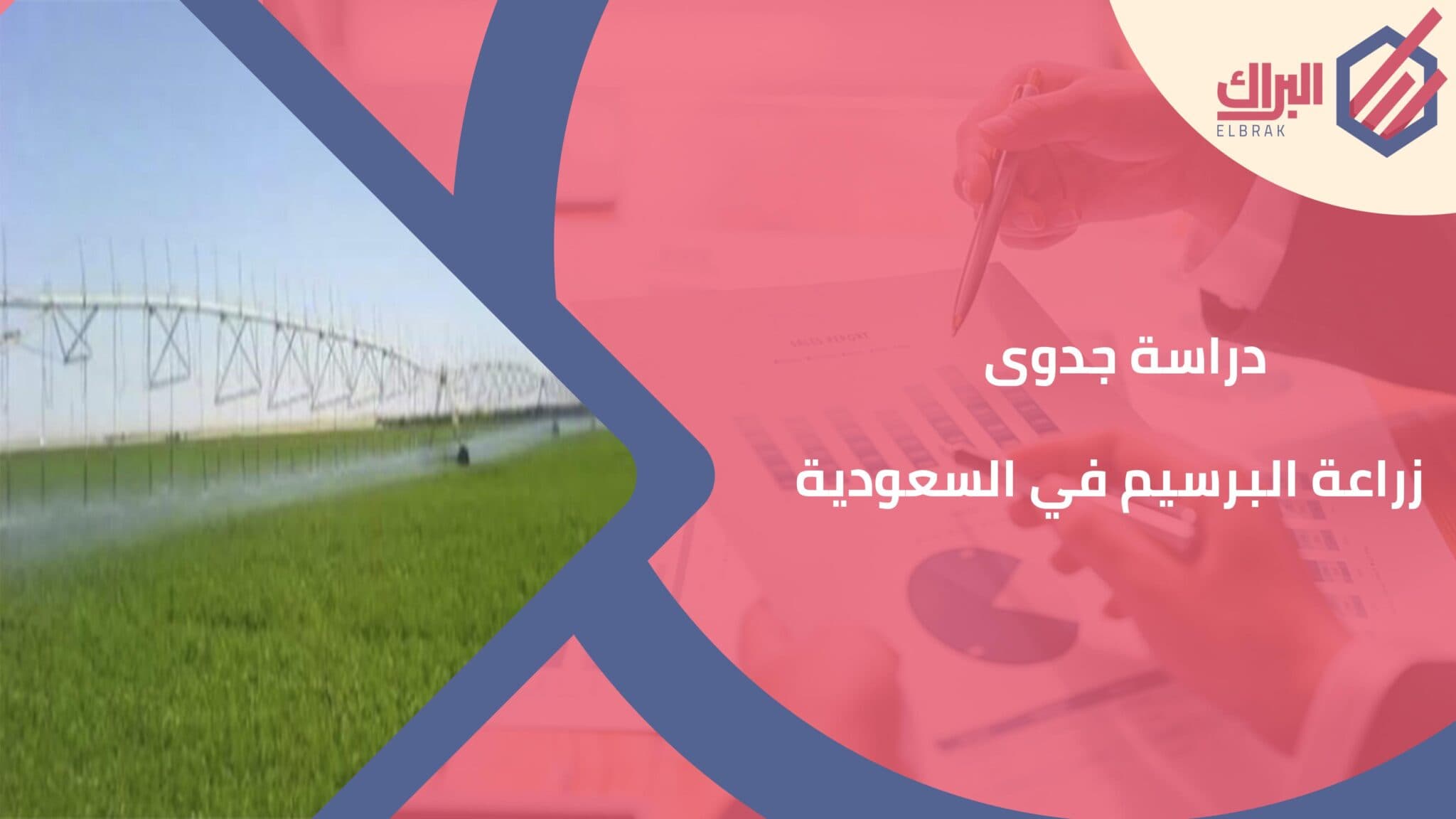 دراسة جدوى زراعة البرسيم في السعودية