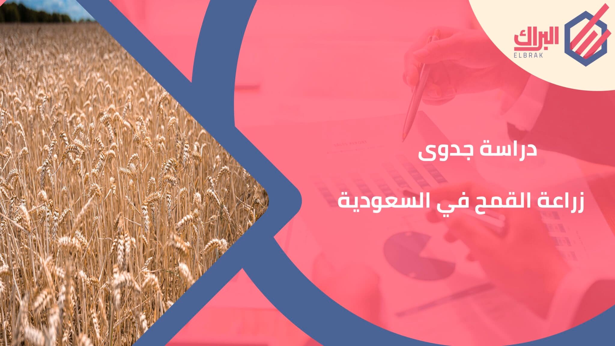 دراسة جدوى زراعة القمح في السعودية