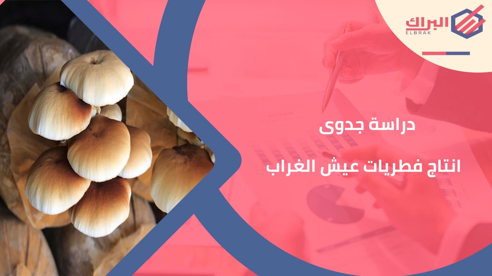 دراسة جدوى انتاج فطريات عيش الغراب