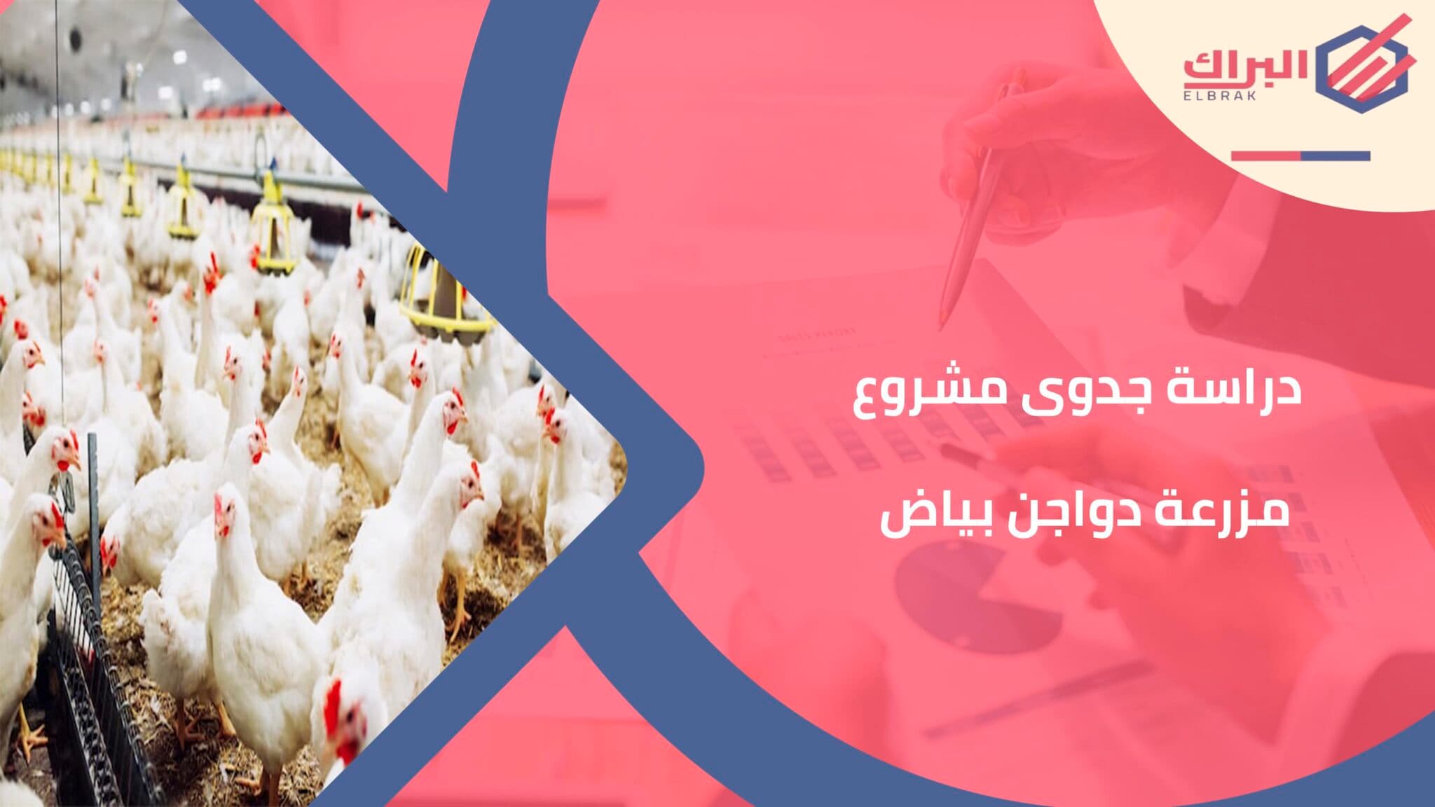 دراسة جدوى مشروع مزرعة دواجن بياض