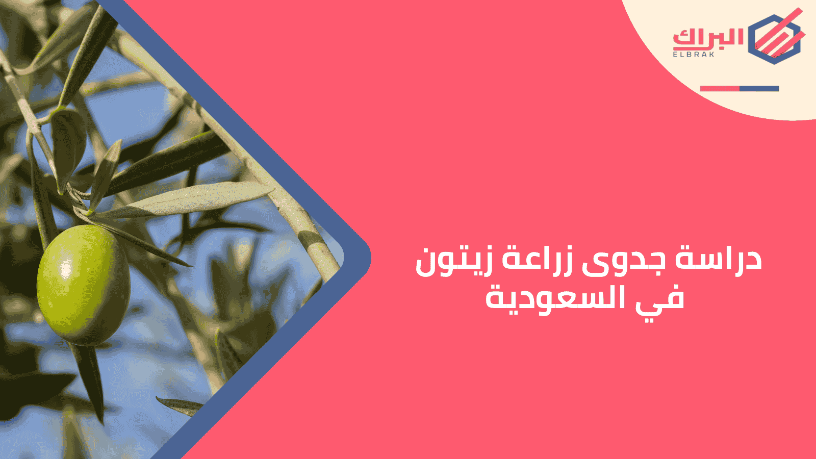 دراسة جدوى زراعة زيتون في السعودية