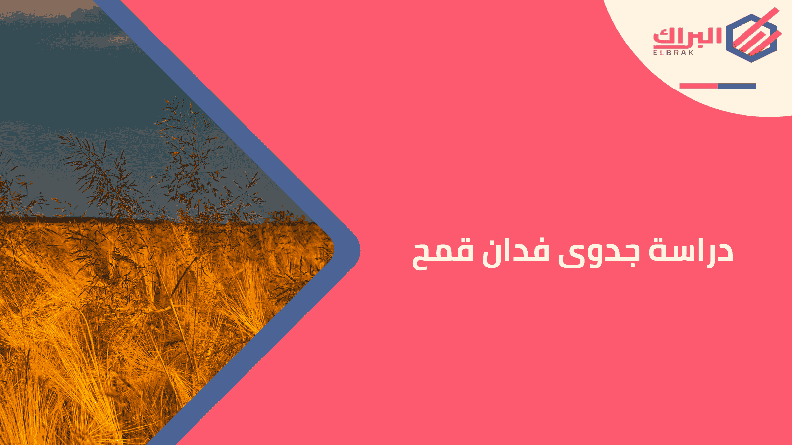 دراسة جدوى فدان قمح