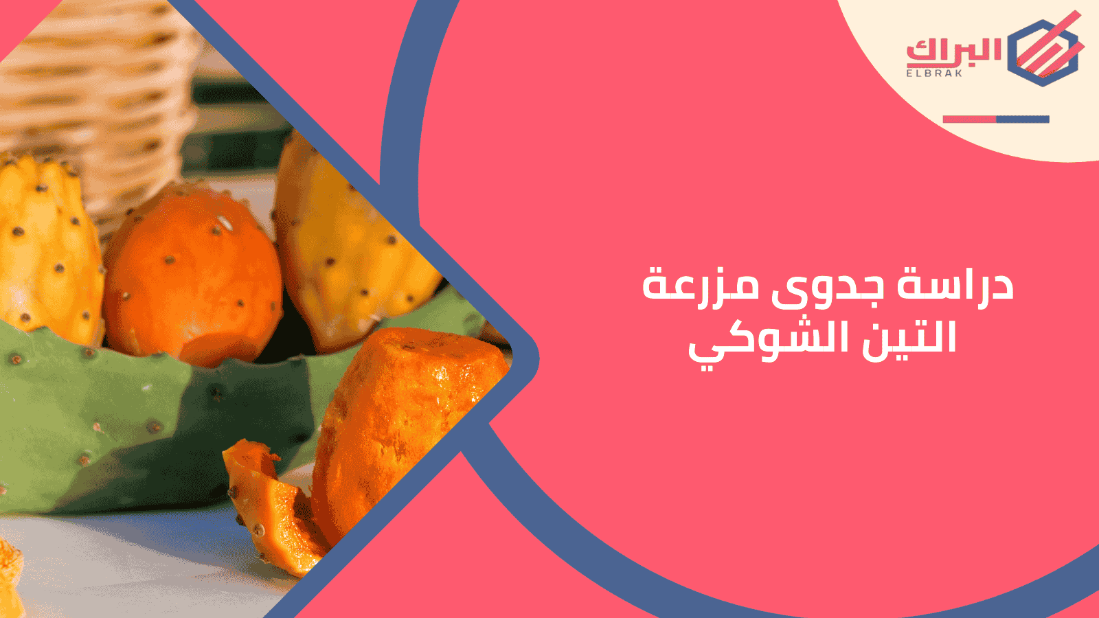 دراسة جدوى مزرعة التين الشوكي