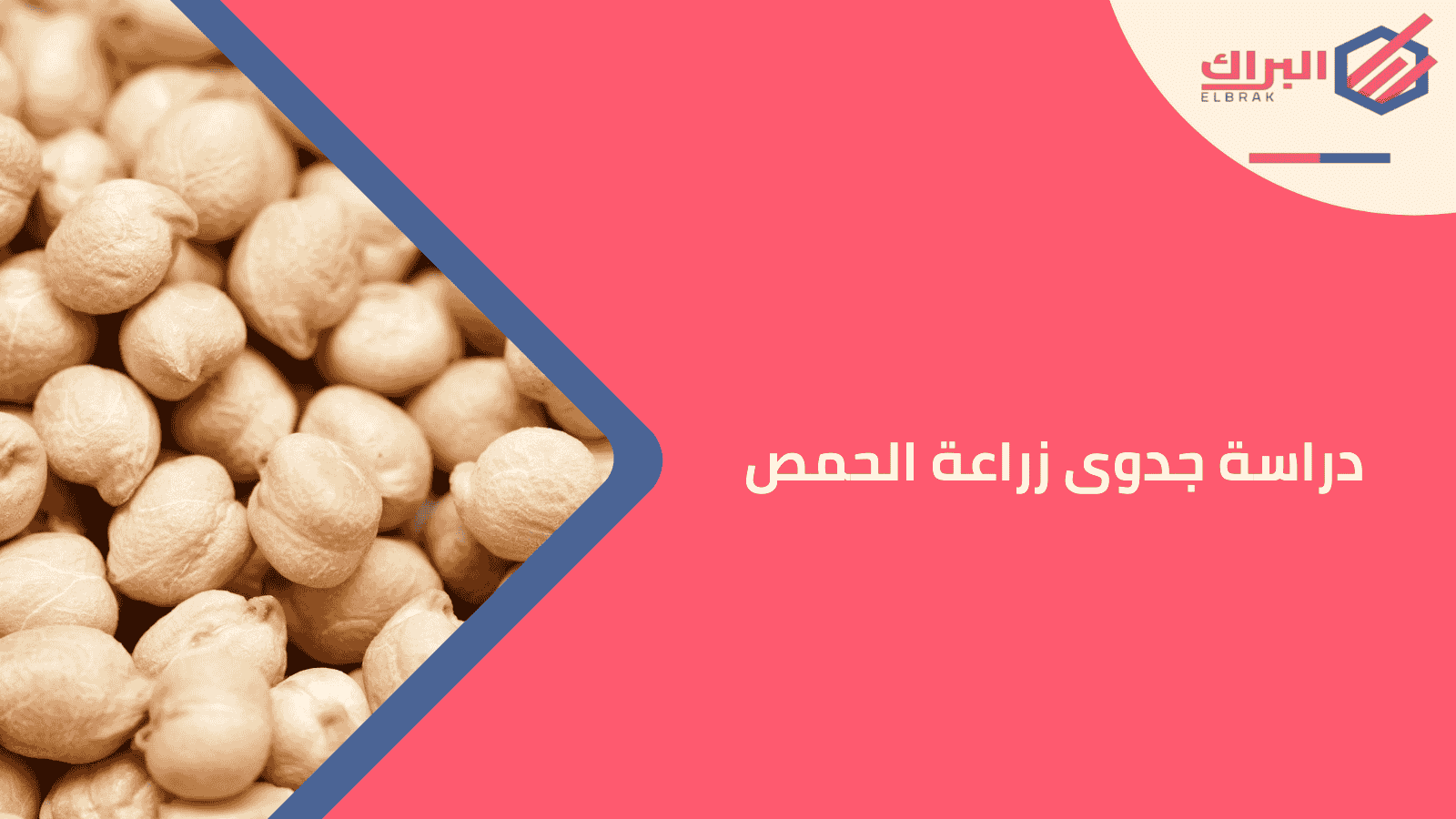 دراسة جدوى زراعة الحمص