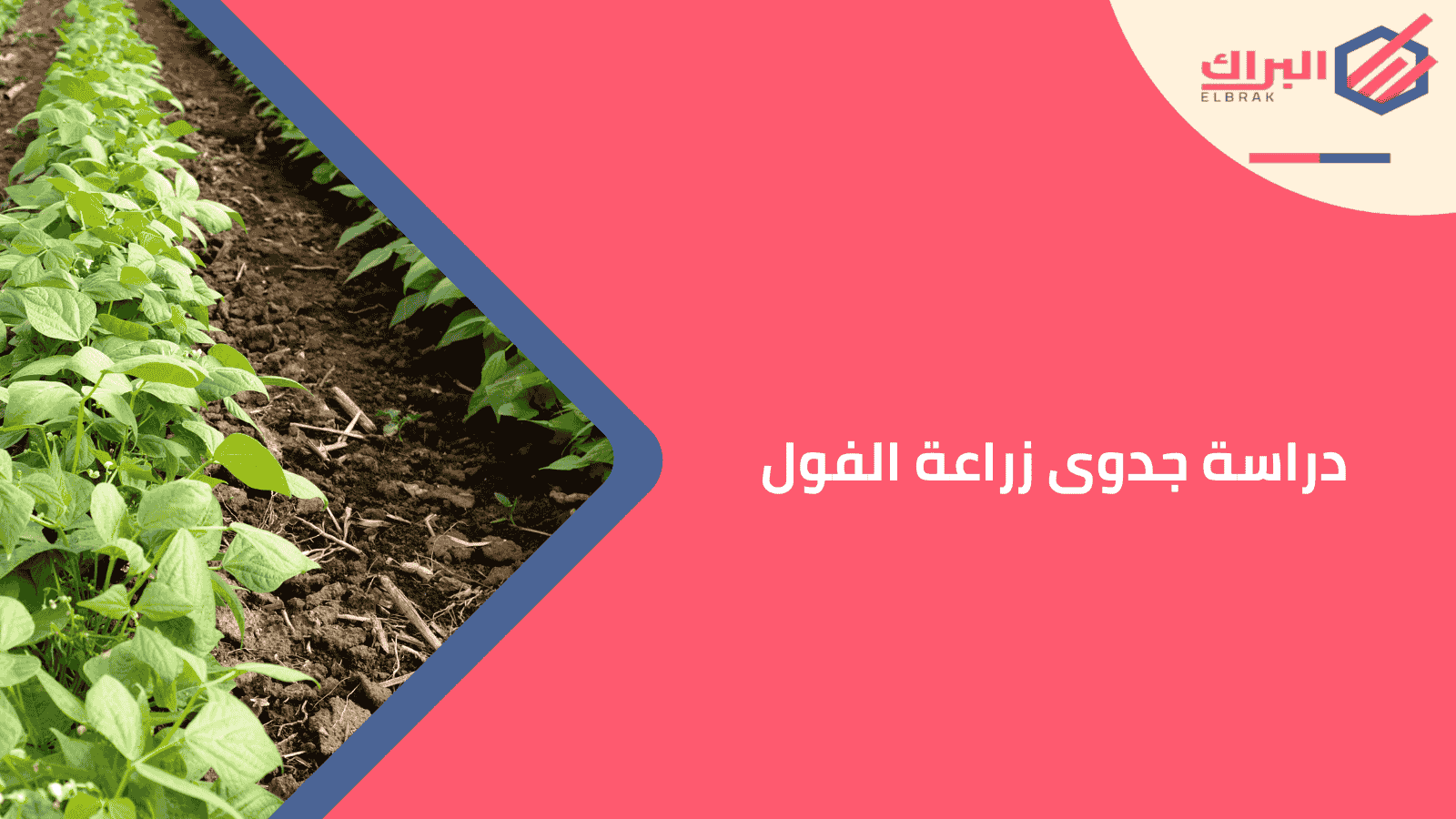 دراسة جدوى زراعة الفول