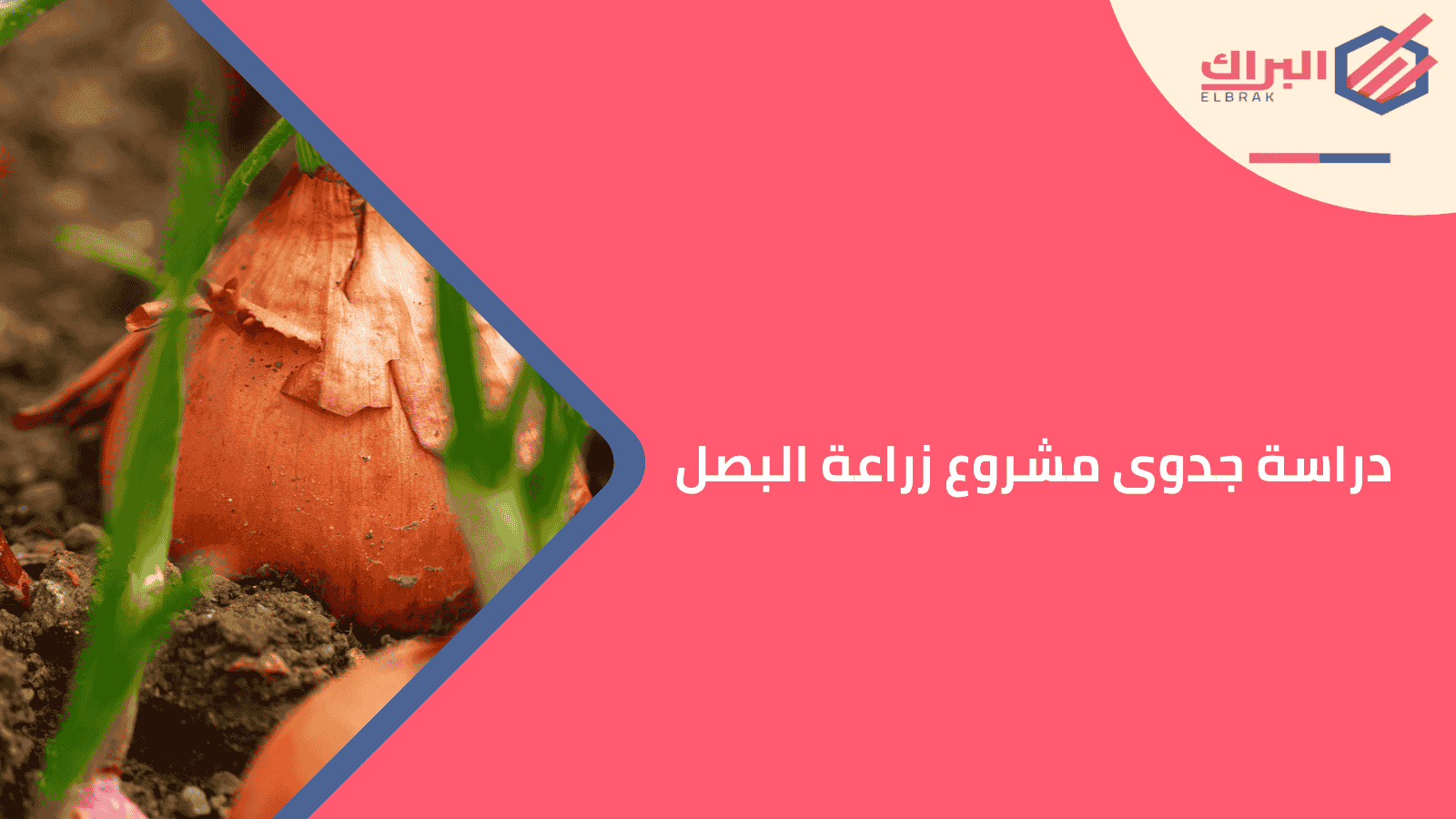 دراسة جدوى مشروع زراعة البصل