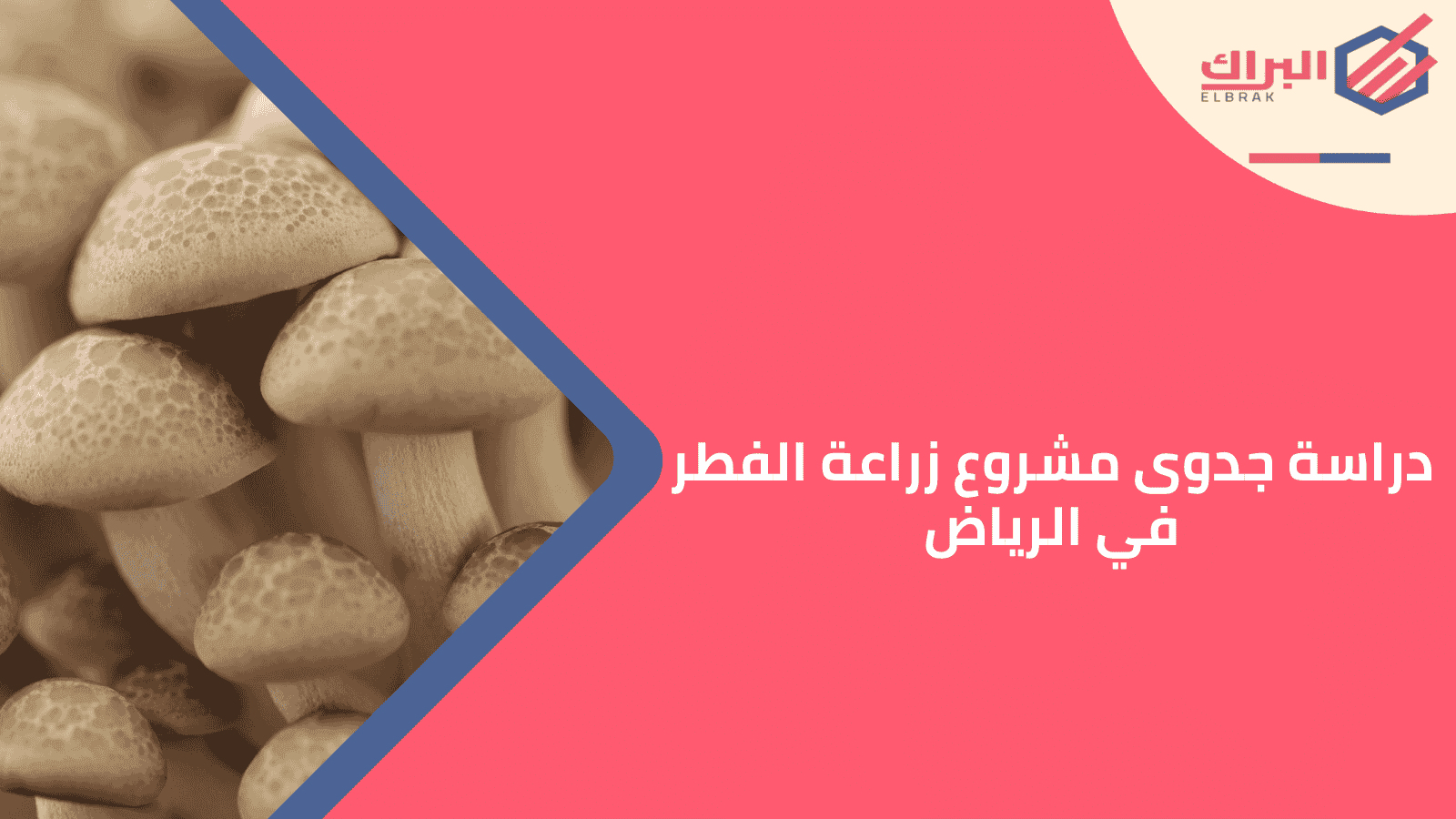 دراسة جدوى مشروع زراعة الفطر في الرياض