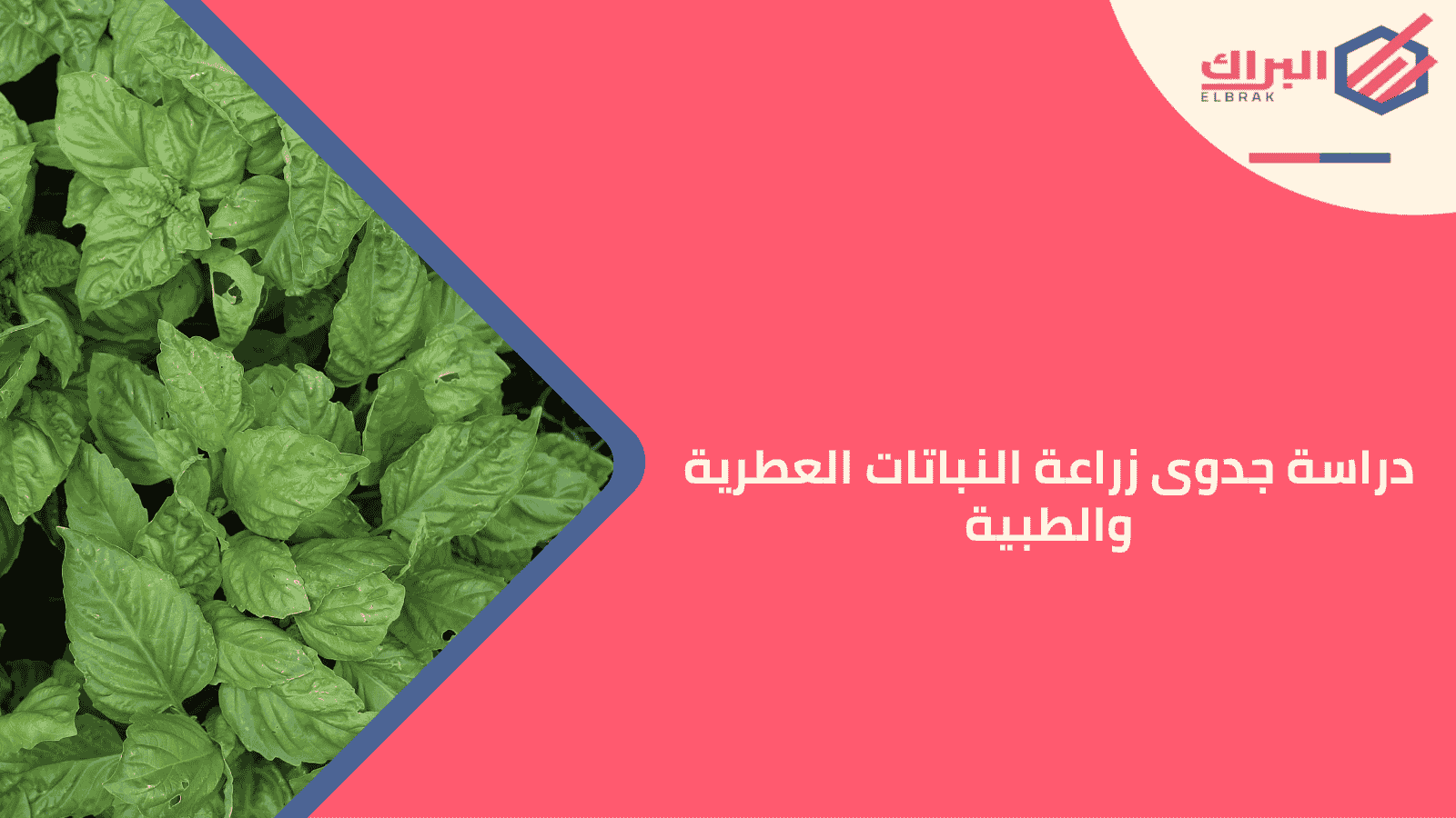 دراسة جدوى زراعة النباتات العطرية والطبية