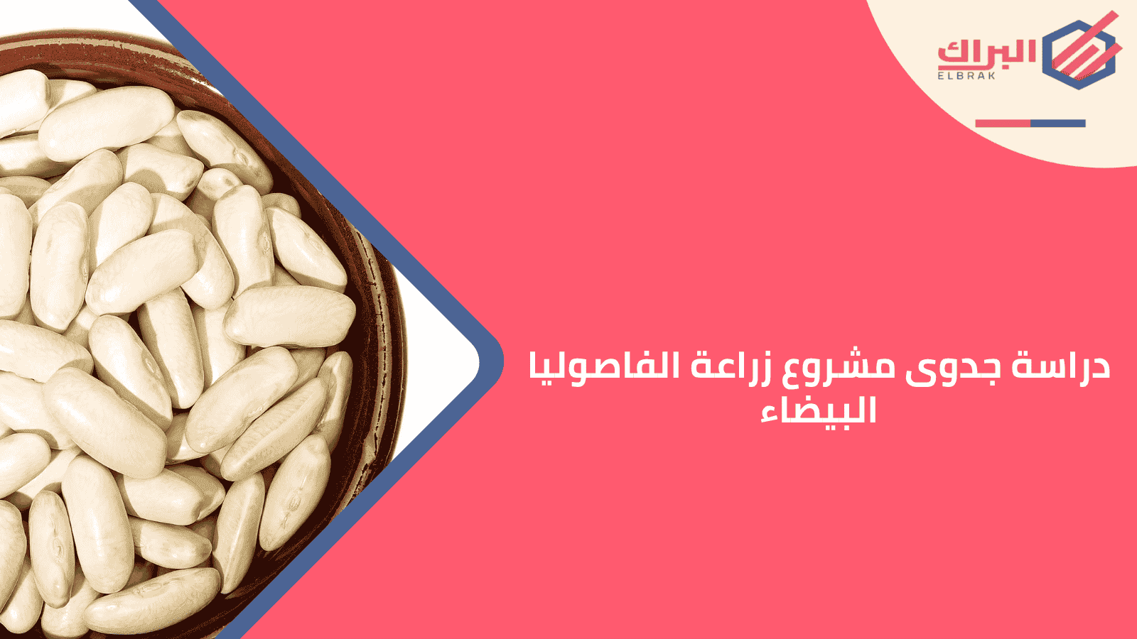 دراسة جدوى مشروع زراعة الفاصوليا البيضاء
