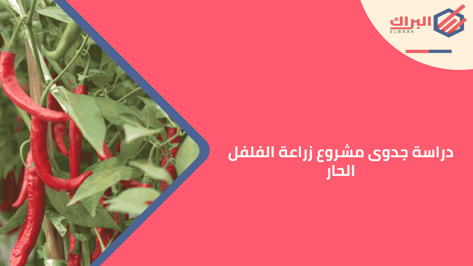 دراسة جدوى مشروع زراعة الفلفل الحار