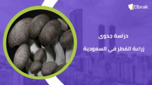 دراسة جدوى زراعة الفطر في السعودية